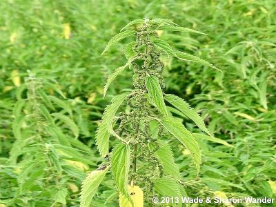 Stinging Nettle